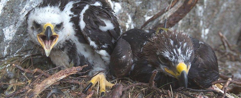 Golden eagle chicks