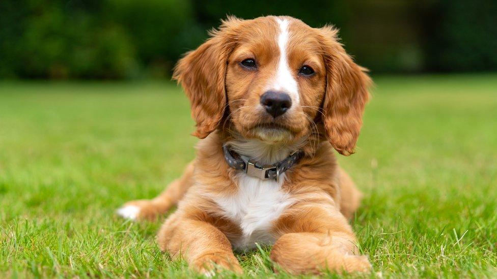 A puppy cocker spaniel