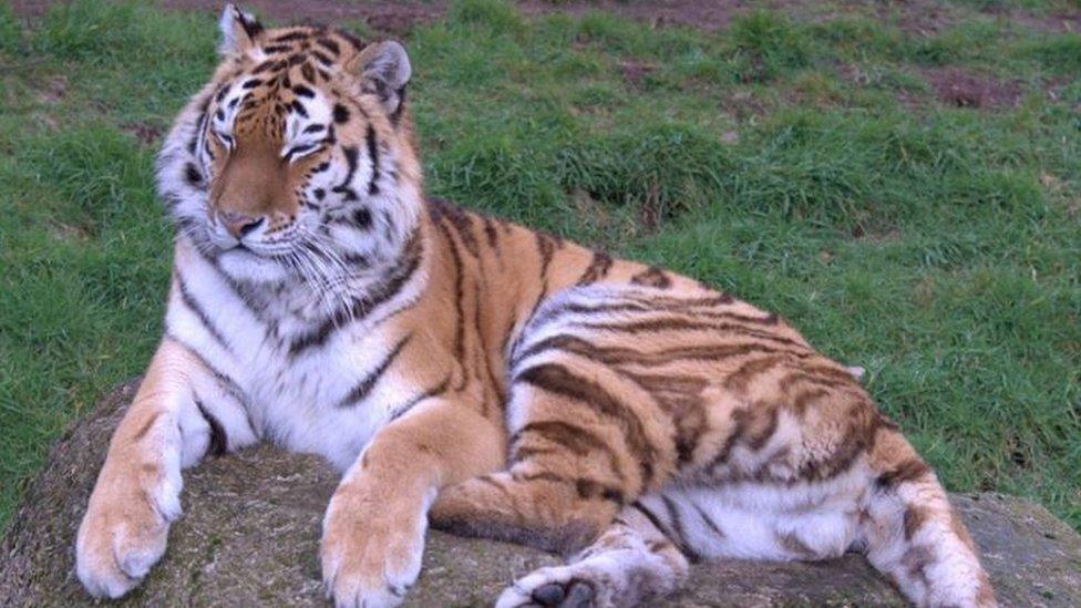 Tiger at Dartmoor Zoo