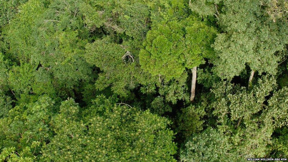 Forest canopy Mato Grosso