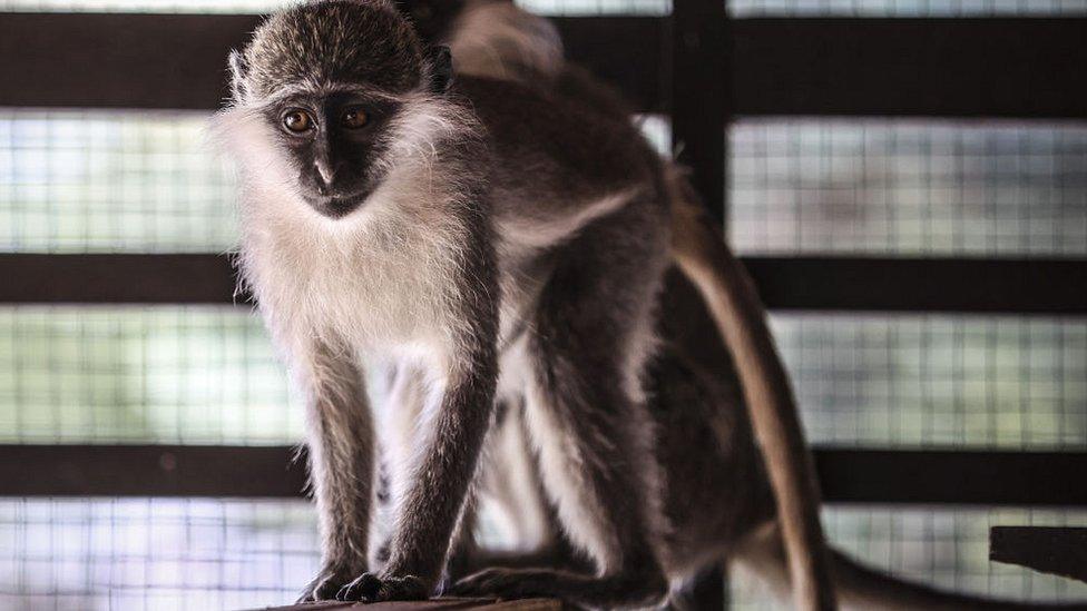 Vervet monkeys