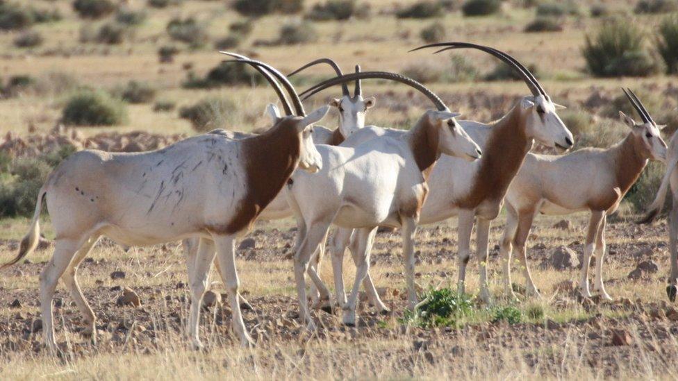 scimitar-horned oryx