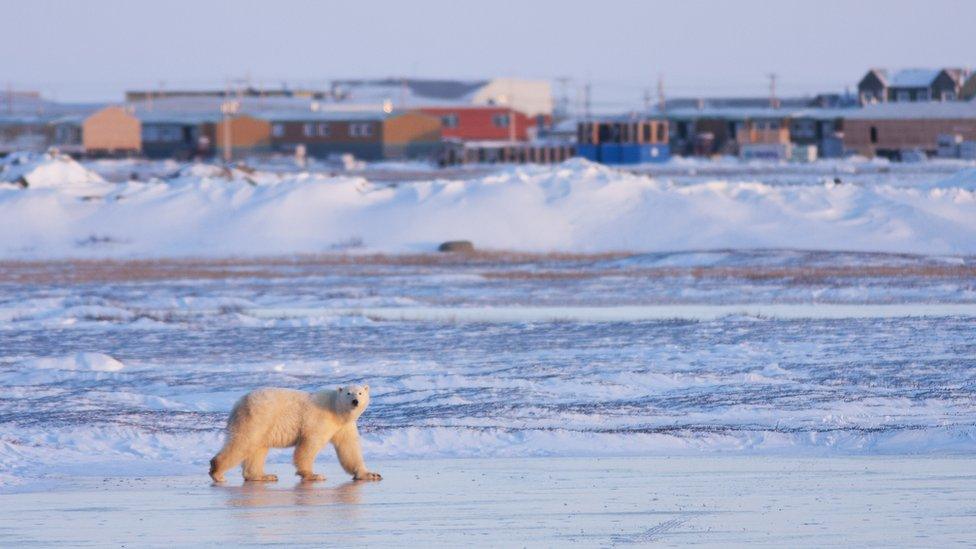 A bear walks with houses in the distance