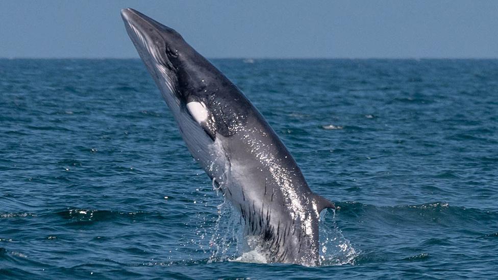 A minke whale spotted in Scarborough