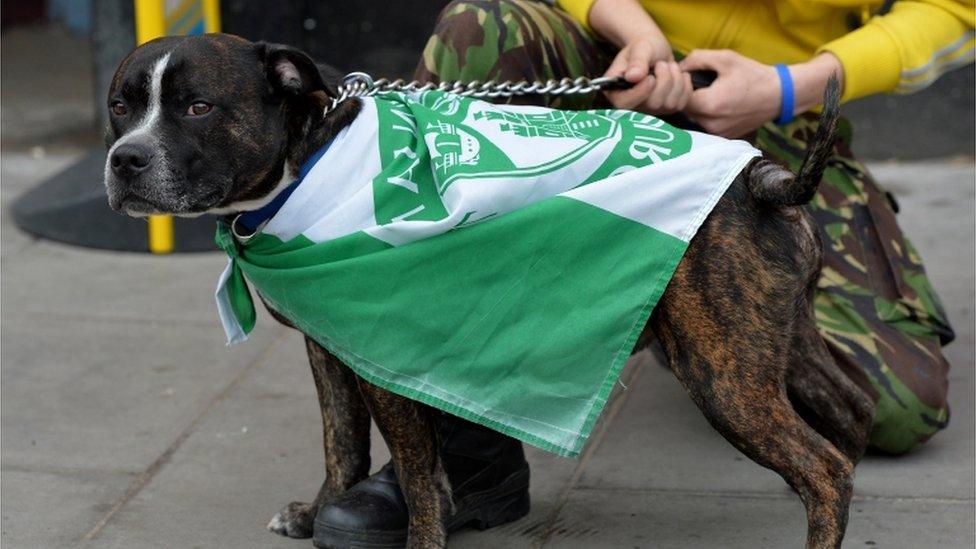 Dog in Hibs colours