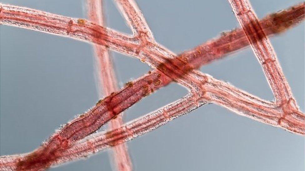 Red algae from the Baltic Sea