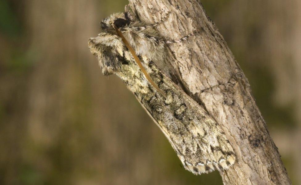 Frosted green moth