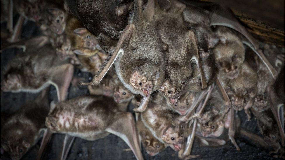 bats in a roost