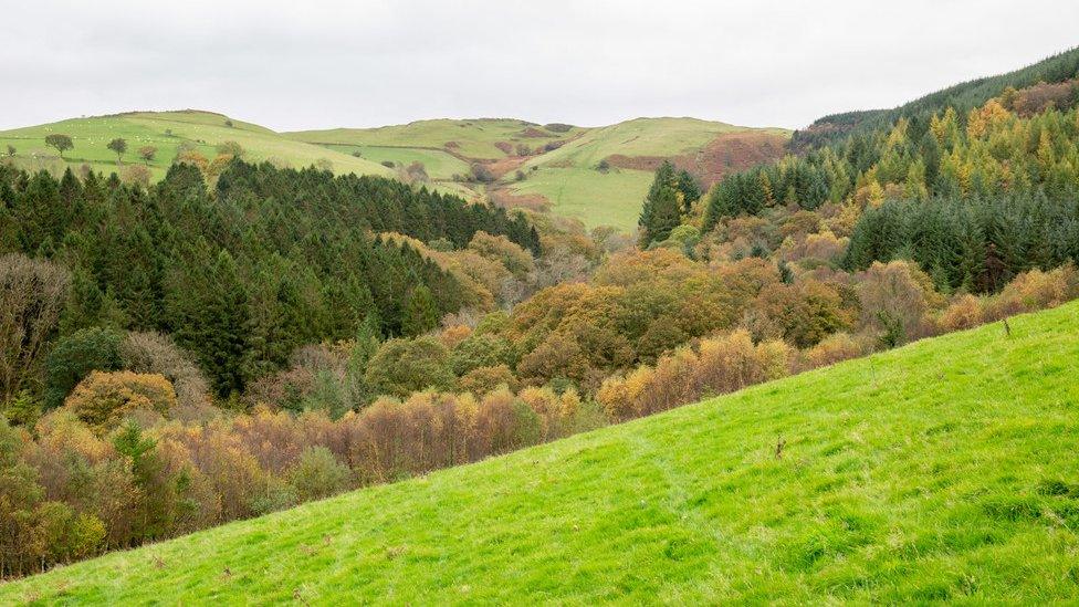 Llyfnant Valley