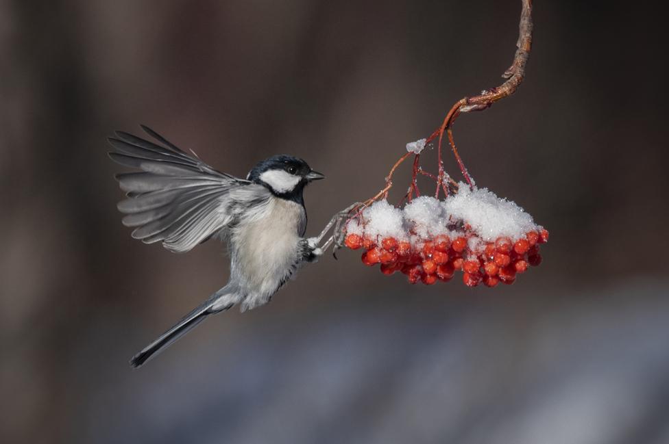 A migratory bird pecks at snow covered red berries in Daqing, China, 4 December 2022.