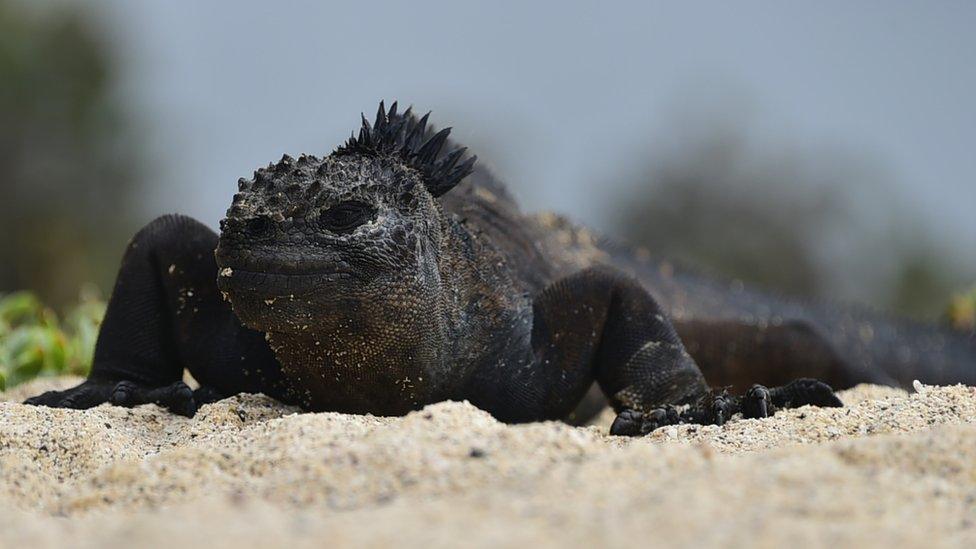 A marine iguana in 'Playa de los Perros' (Dogs Beach) in the Santa Cruz island in the Galapagos Archipelago, on 16 July 16 2015.