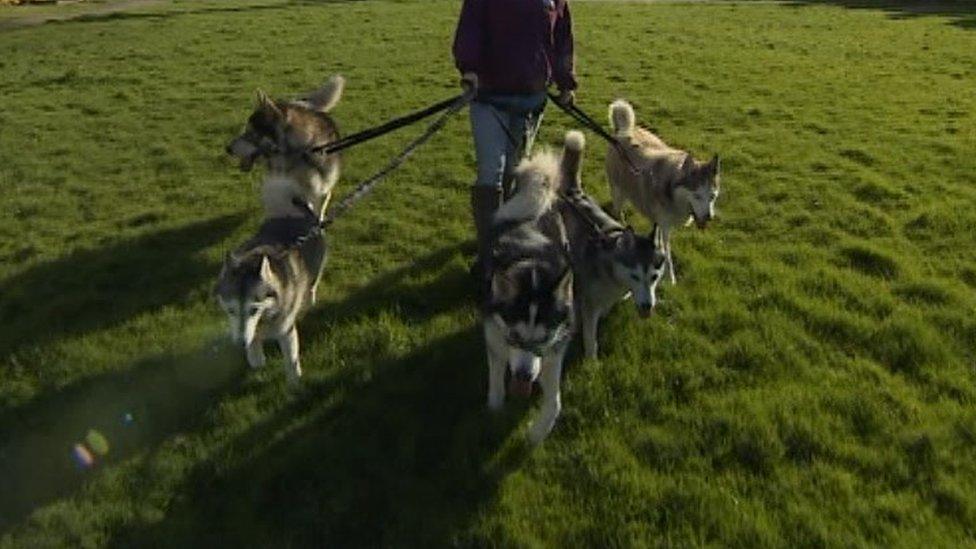 Dogs being walked