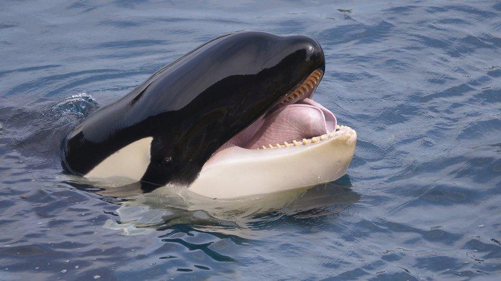 killer-whale.