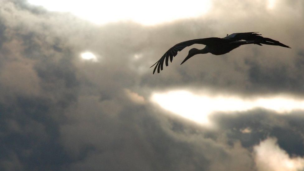 White stork