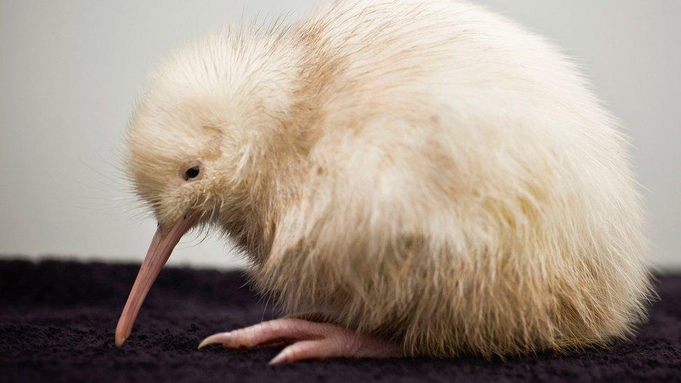 A young kiwi bird