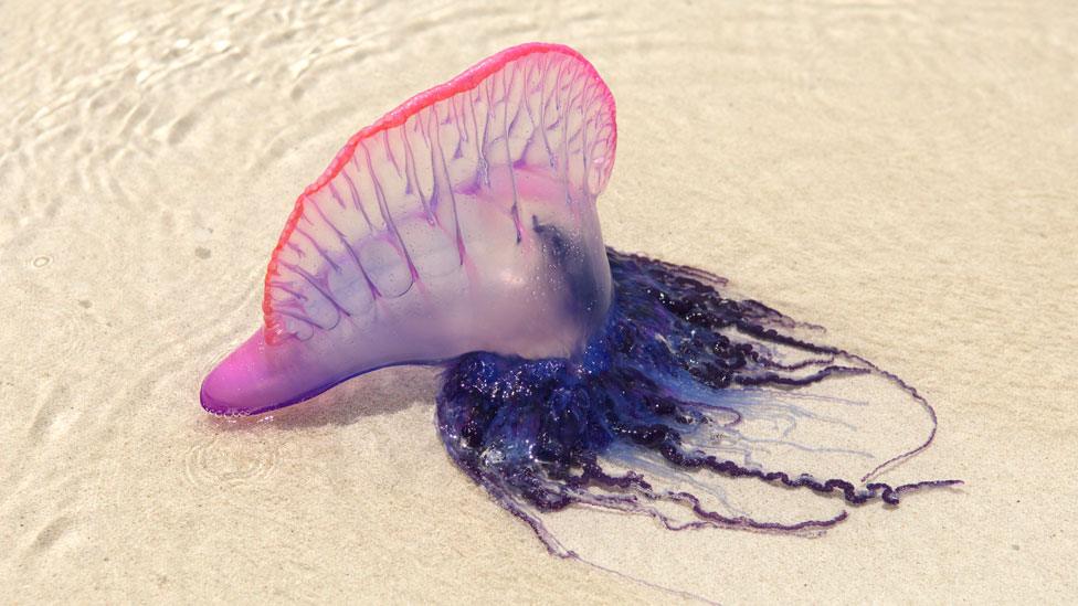 Portuguese man o'war