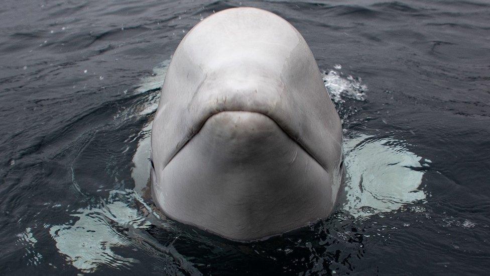 Hvaldimir the beluga whale