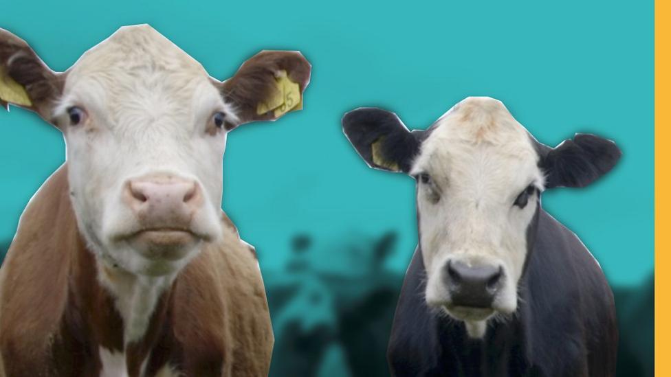 Runaway cow escapes slaughterhouse to live on Polish island BBC News