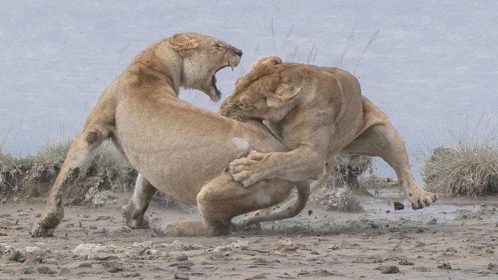 lions-fighting.