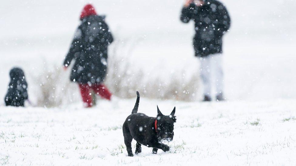 A Scottish terrier plays in the snow on the Dunstable Downs in Bedfordshire