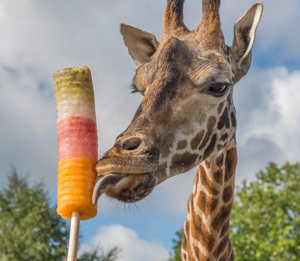 Giraffe eating an ice lolly