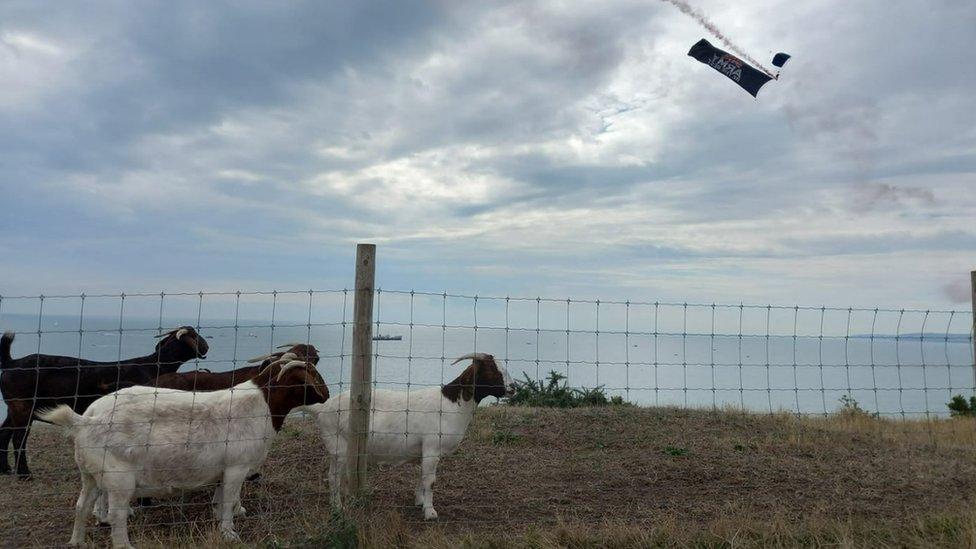 Bournemouth clifftop goat