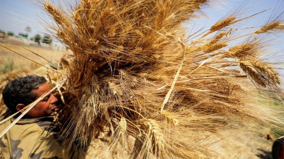 A farmer carries a bundle of wheat after harvesting it from a field in Al Qalyubia Governorate, Egypt, May 19, 2022