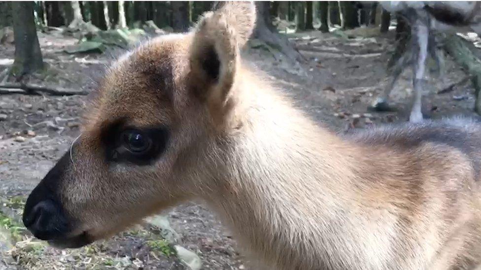 baby-reindeer-at-RZSS