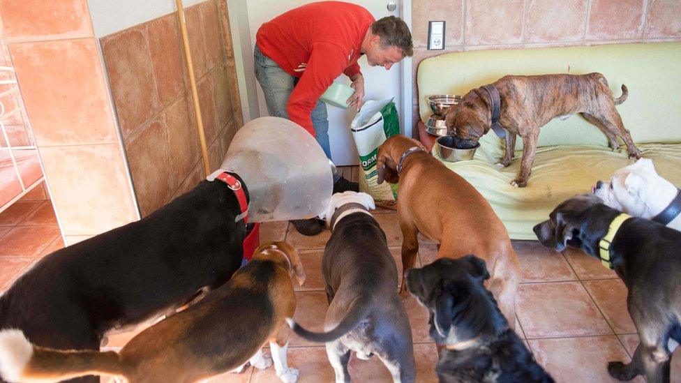 Dogs being fed