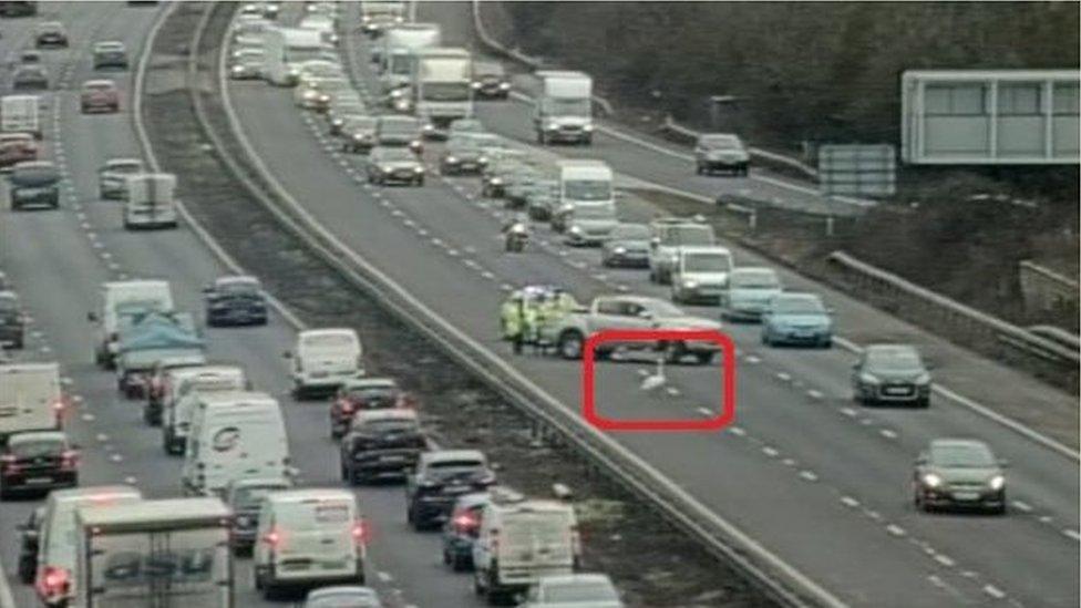 Swan on M27