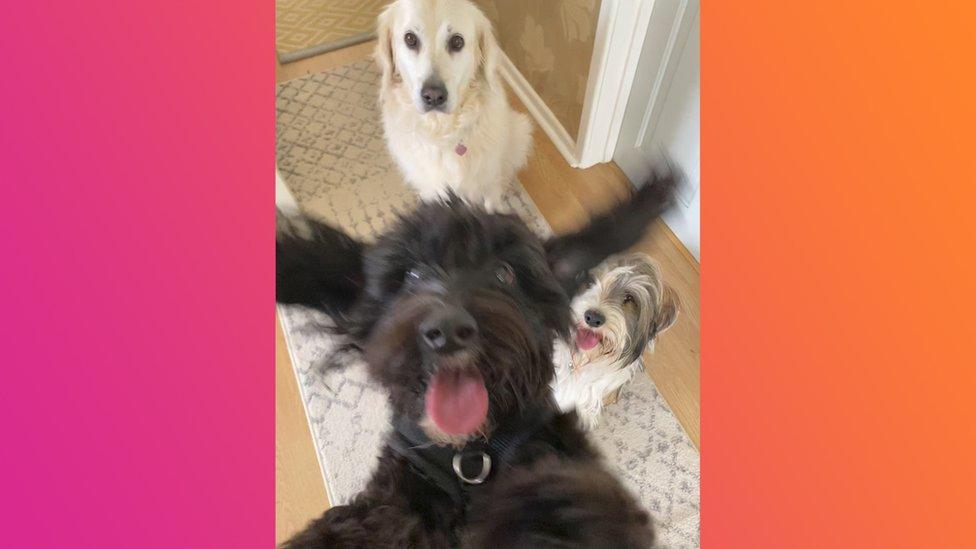 three dogs taking a selfie