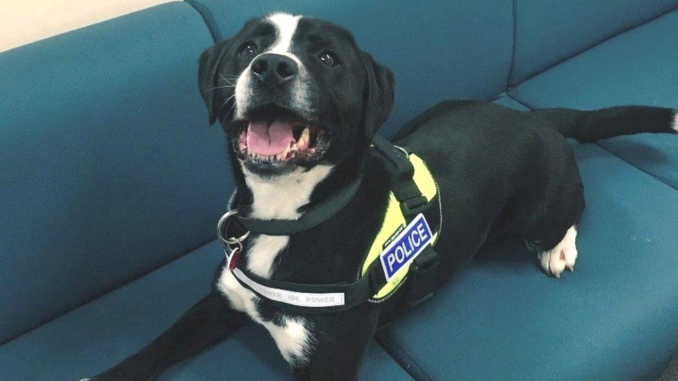 Police dog bandit relaxing