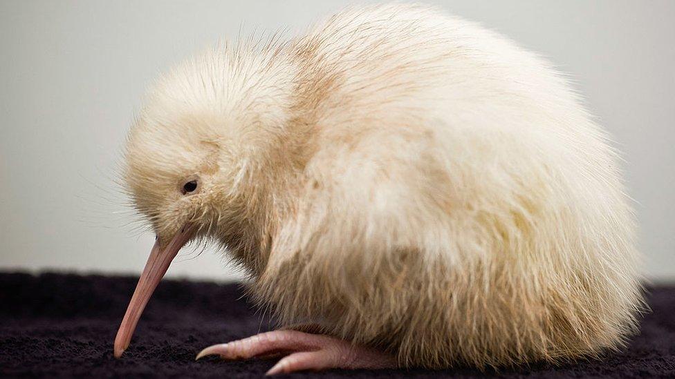 In this handout photo provided by the Pukaha Mt Bruce National Wildlife Centre, a rare white kiwi chick is seen only days after being hatched on May 22, 2011 in Wellington, New Zealand.