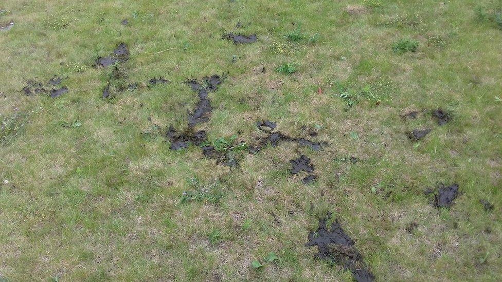 A photo showing cow excrement on a lawn