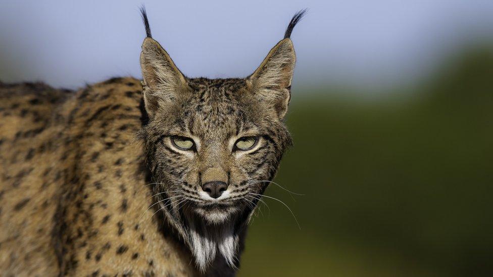 Iberian-lynx