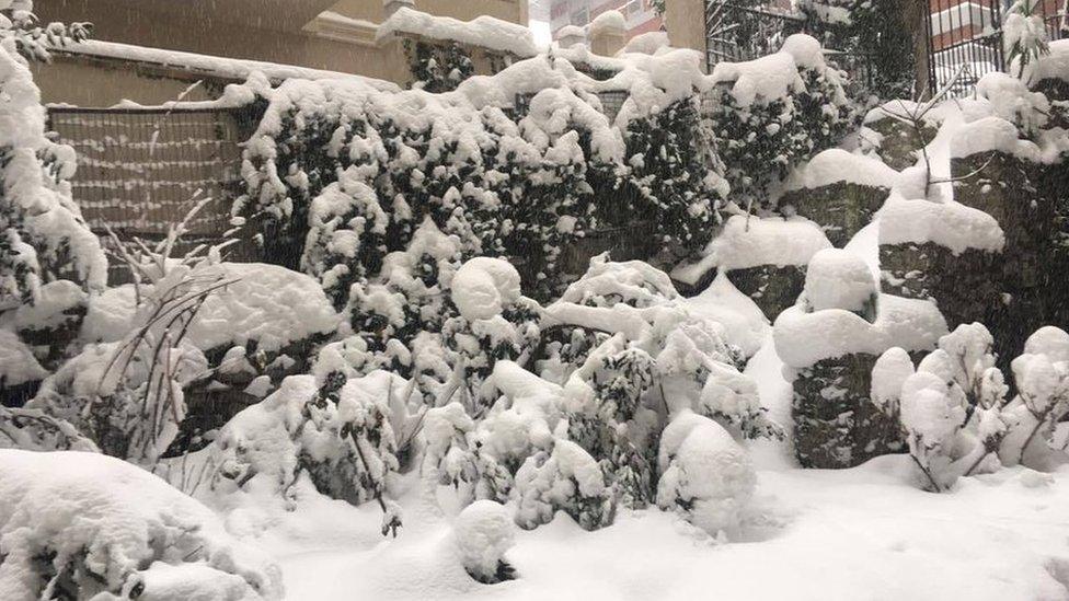 Snow covered plants and bushes on garden.