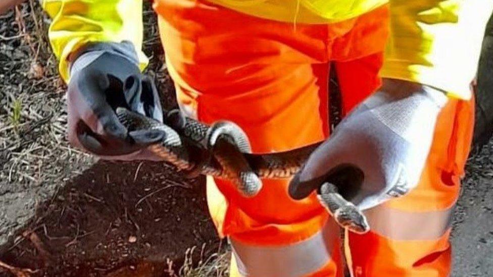 Grass snakes