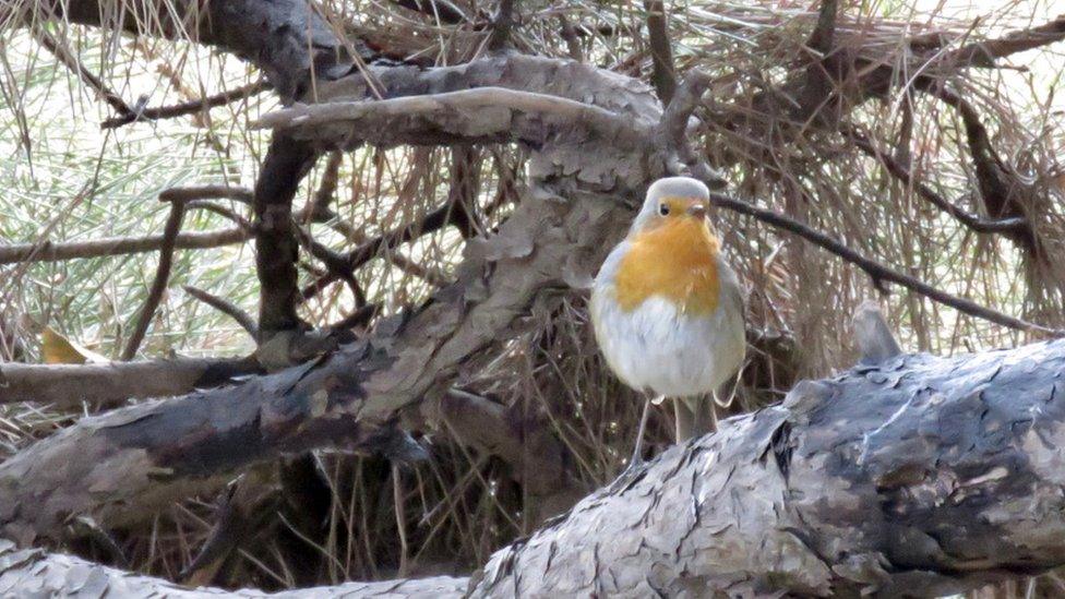 Photo of robin spotted in Beijing