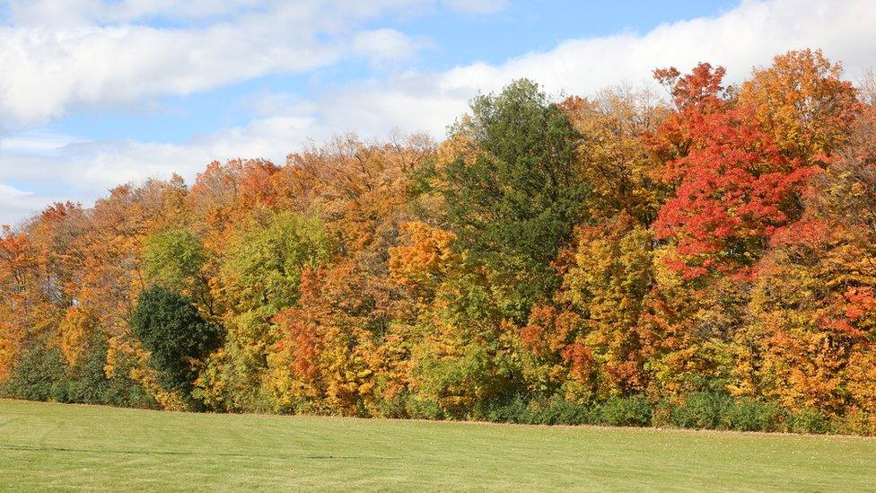 A small wood with trees with colourful autumn leaves