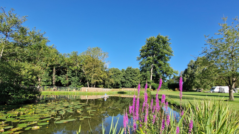 Blue skies with lush green trees and vegetation surrounding a pond. A caravan is in the distance and purple flowers in the foreground.