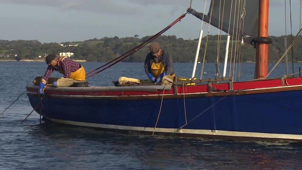 Oyster fishing on the Fal River in Cornwall