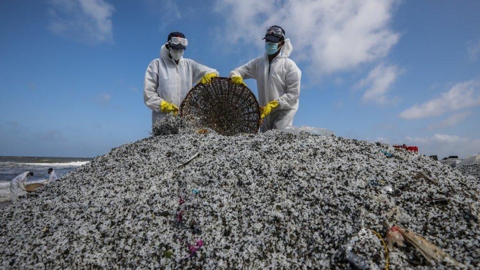 workers-cleaning-up-plastic-pellets-from-beach.