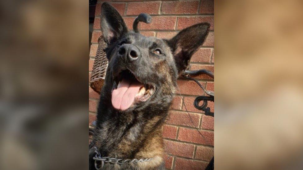 Police dog Xander has since made a full recovery, the force said