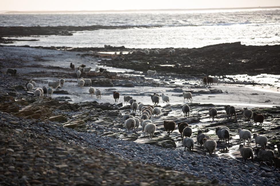 Sheep on the shore