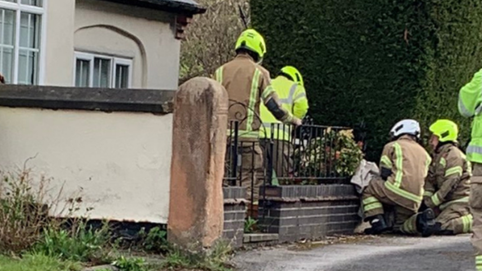 Deer being rescued