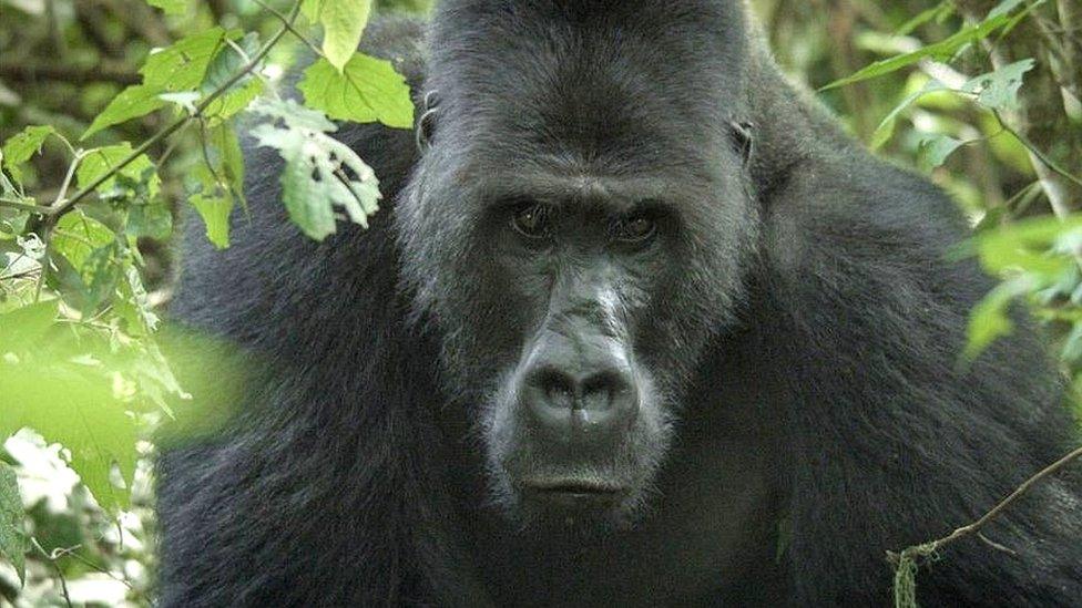 Mpungwe, a silverback gorilla