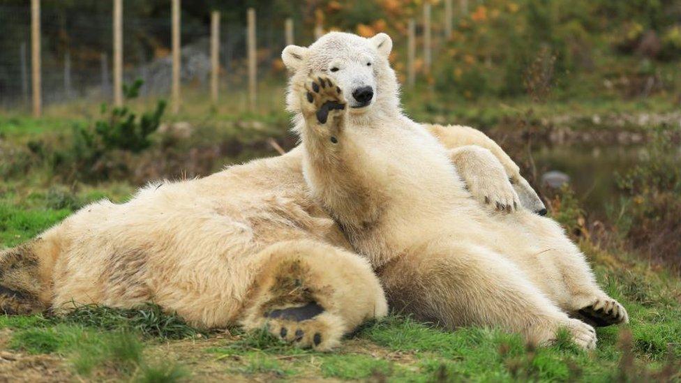 Hamish the polar bear