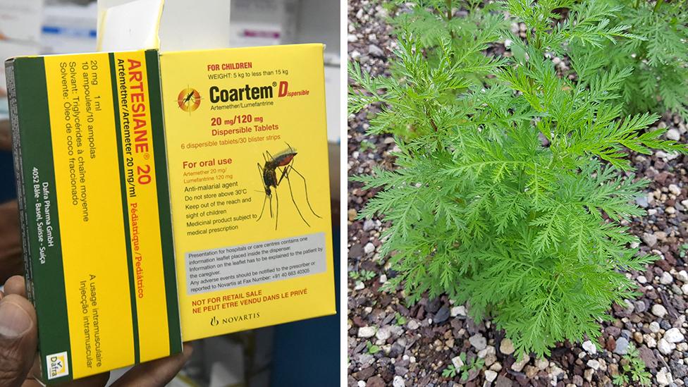 Composite image of malaria medication and artemisia plant