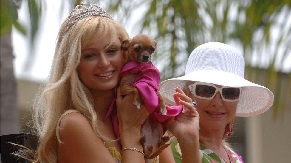 Paris Hilton with chihuahua