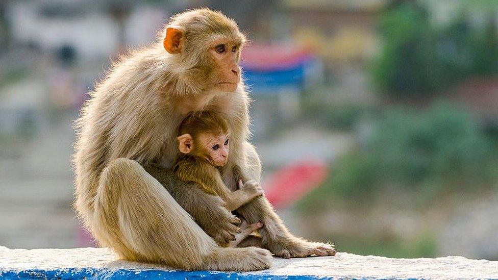 A female rhesus macaque and baby